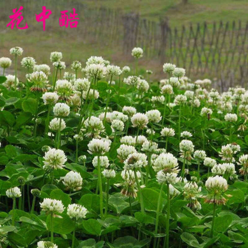 红三叶种子  白三叶种子 白花车轴草1000粒 播种4平方左右