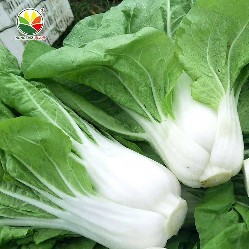 农之子 秋冬季菜种子大全蔬菜青菜南方品种大小白菜阳台四季播种 农之