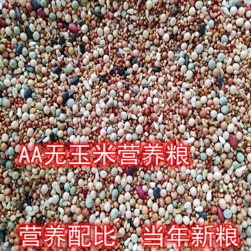 日锵鸽子粮食鸽子粮无玉米鸽粮饲料成鸽幼鸽信鸽粮食 无玉米精品粮20