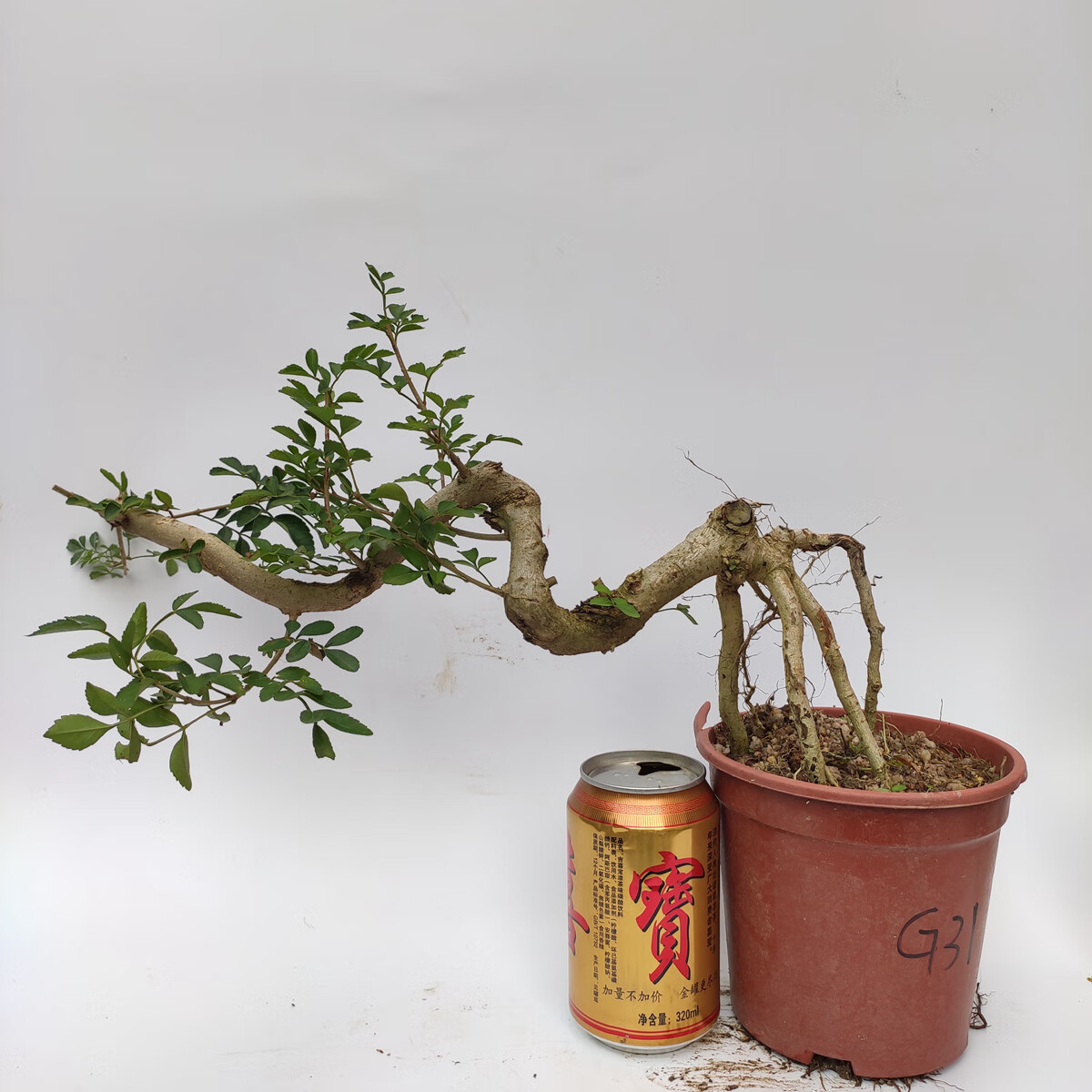 对节白蜡盆景老桩熟桩京山阳台庭院悬挂悬崖式提根邻水造型树包活