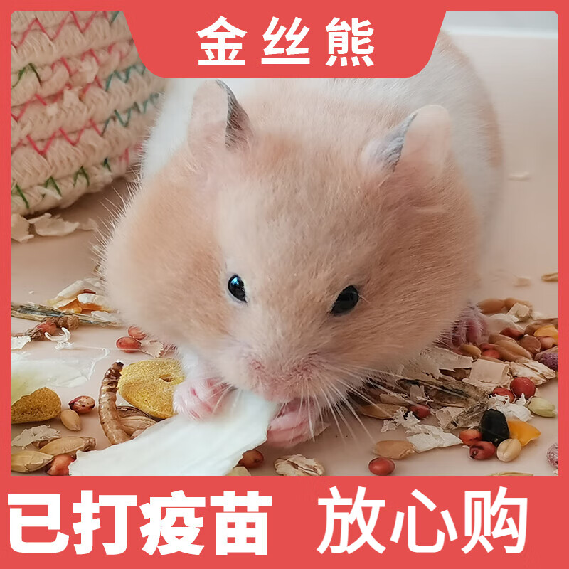 奶萝宠物仓鼠活物小仓鼠幼崽金丝熊活体仓鼠宝宝已打疫苗虎纹眼圈熊