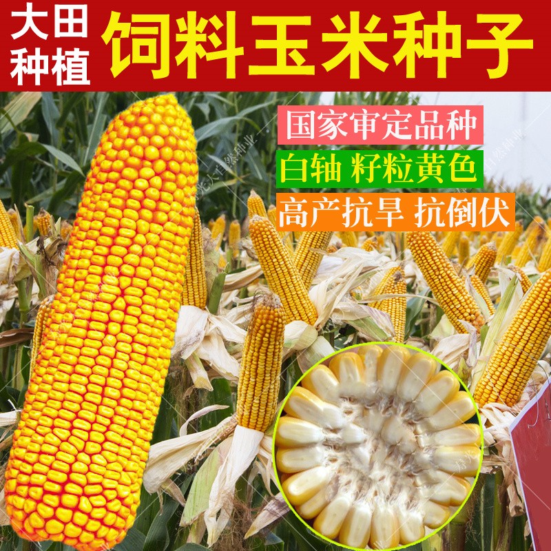 以琛高产饲料玉米种子高产量郑单958早熟杂交种籽孑 【三系精选郑单