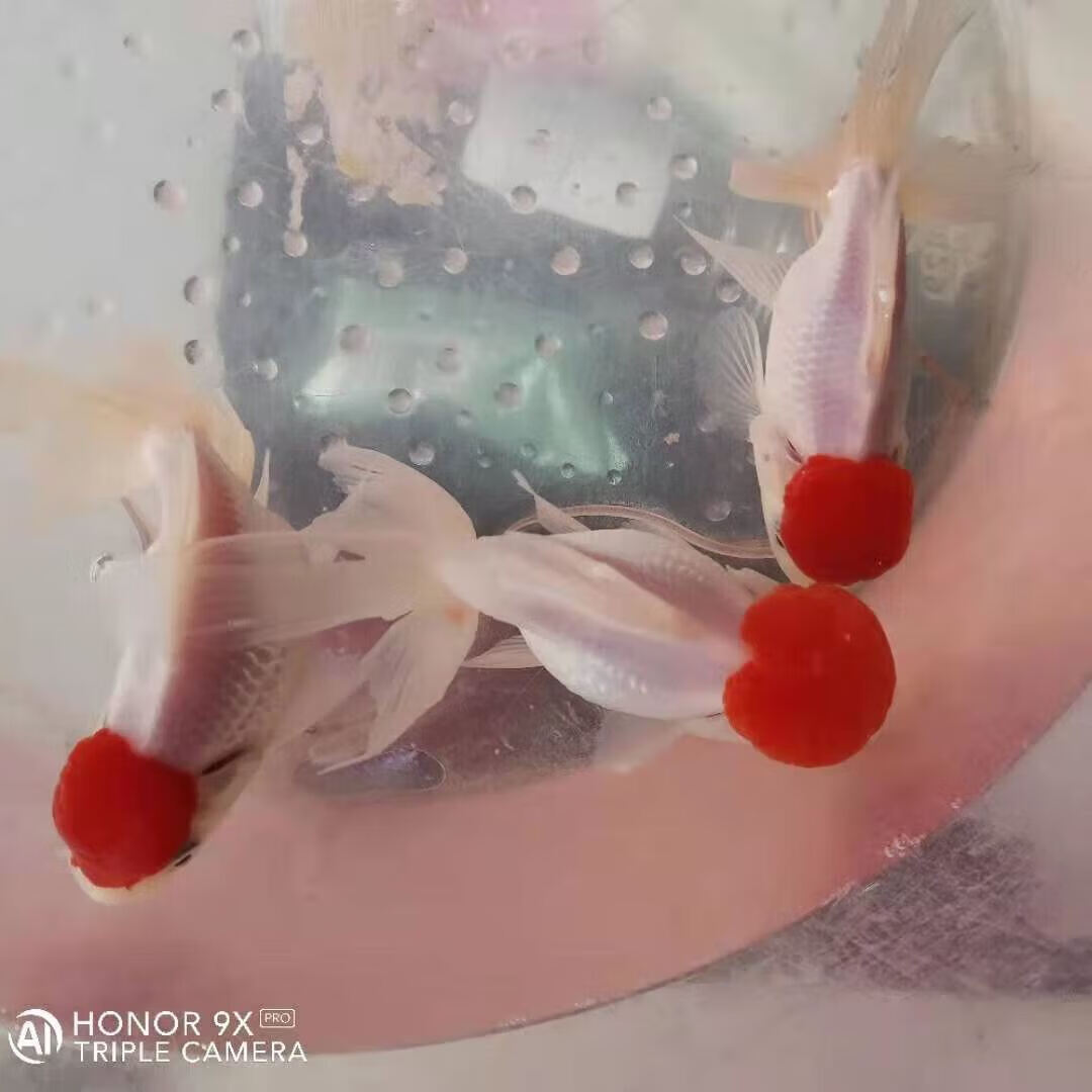 墨一小金鱼红狮头小鱼冷水鱼鹤顶红观赏鱼狮子头冷水鱼鸿运当头 鸿运