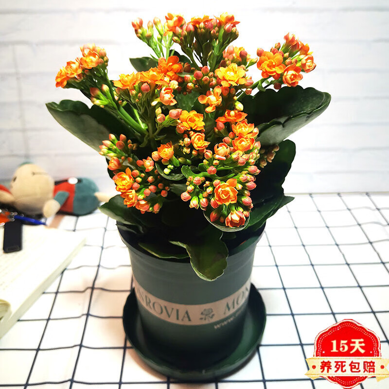 长寿花盆栽重瓣花苗大花室内绿植四季开花不断好养带花苞观花植物花卉