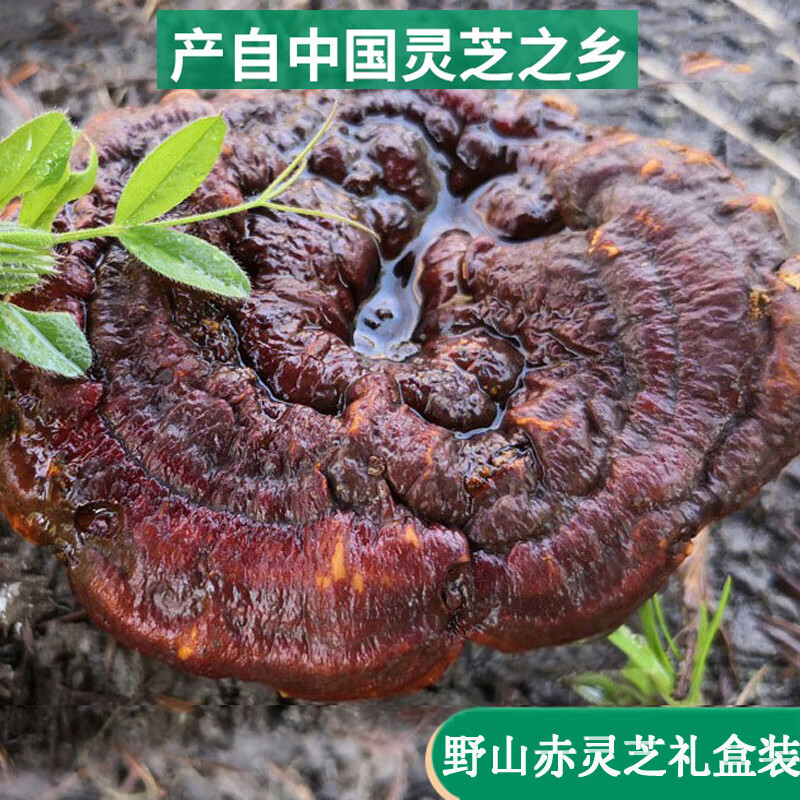 黄山云乐 整枝灵芝野生深山灵芝片200g赤灵芝包装礼盒灵芝干活