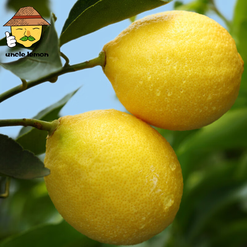uncle lemon四川特产安岳黄柠檬皮薄多汁奶茶店榨汁水果一颗柠檬泡茶产地直供 3斤小果(单果重量50-80g左右)