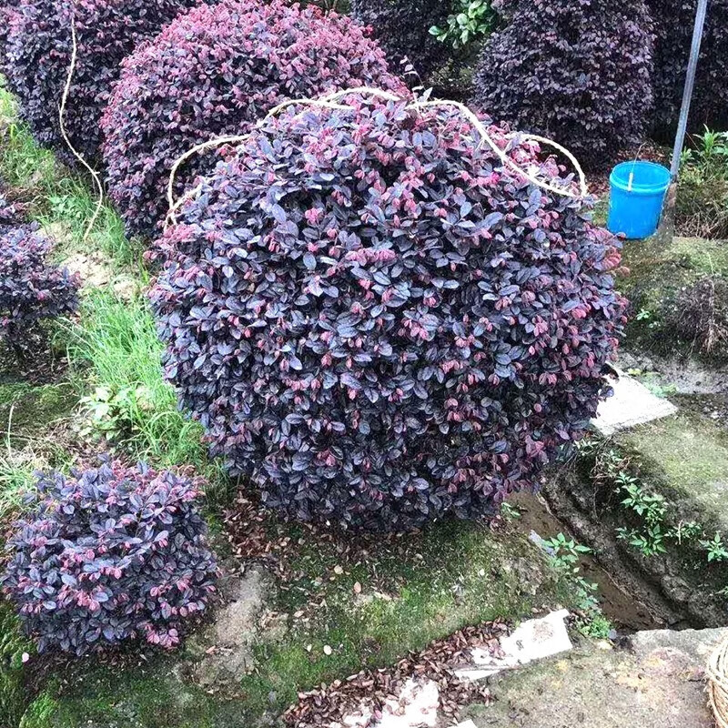 四季常青 别墅庭院绿化苗木红花檵木球树苗 基地直销各种规格花灌木