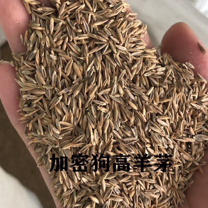 骏楷园林  草坪种子高羊茅种子蓝标 草籽 耐寒耐旱耐踩草坪草籽 庭院