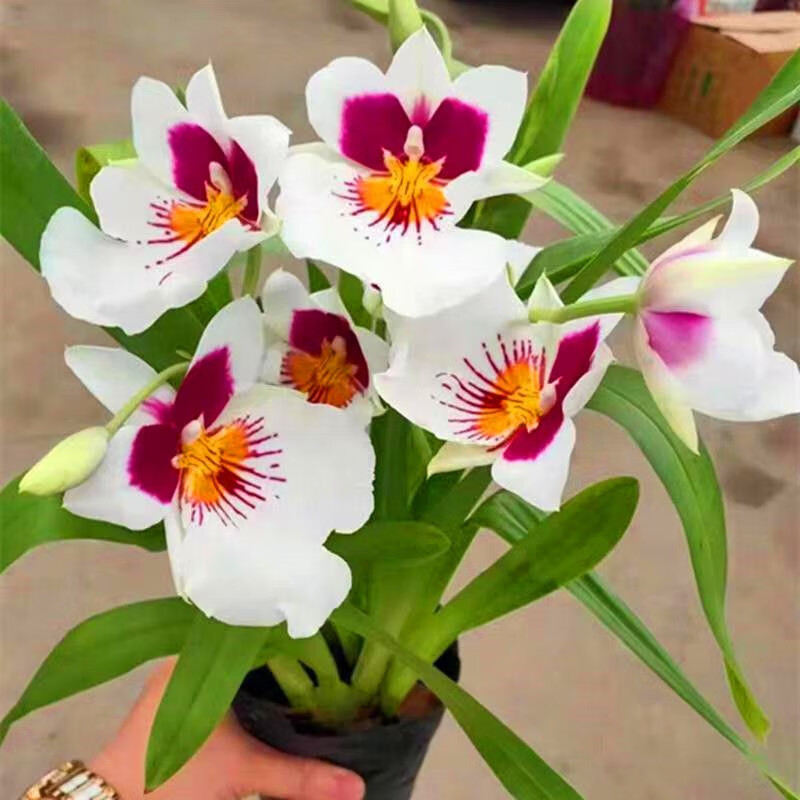 七抒 米尔特兰大花浓香花苗办公室绿植盆栽阳台室内花卉洋兰大 米尔特