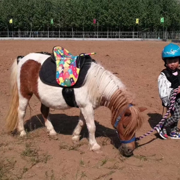 矮马活物小型儿童骑乘马真马活马家养宠物马景区观赏进口矮马 小型