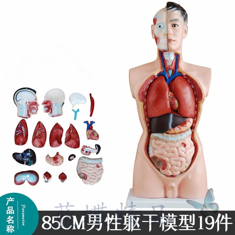 蓝蝶85cm男性躯干模型可拆19件 人体解剖模型器官医学教学心脏内脏 85