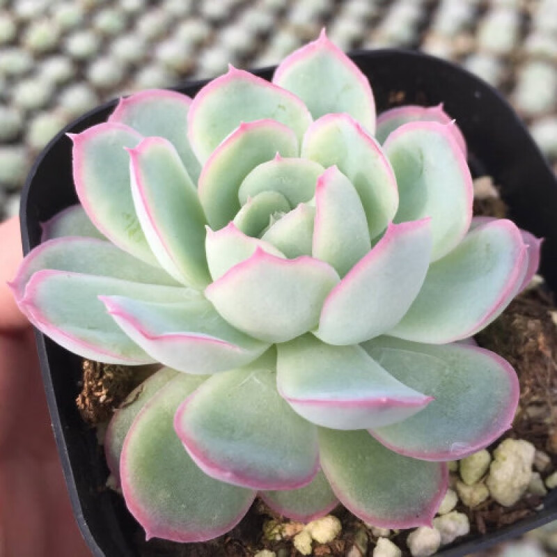 耘沫胭多肉植物蓝松稀有品种多年生巨型大棵肉嘟嘟室内花 粉月影5cm