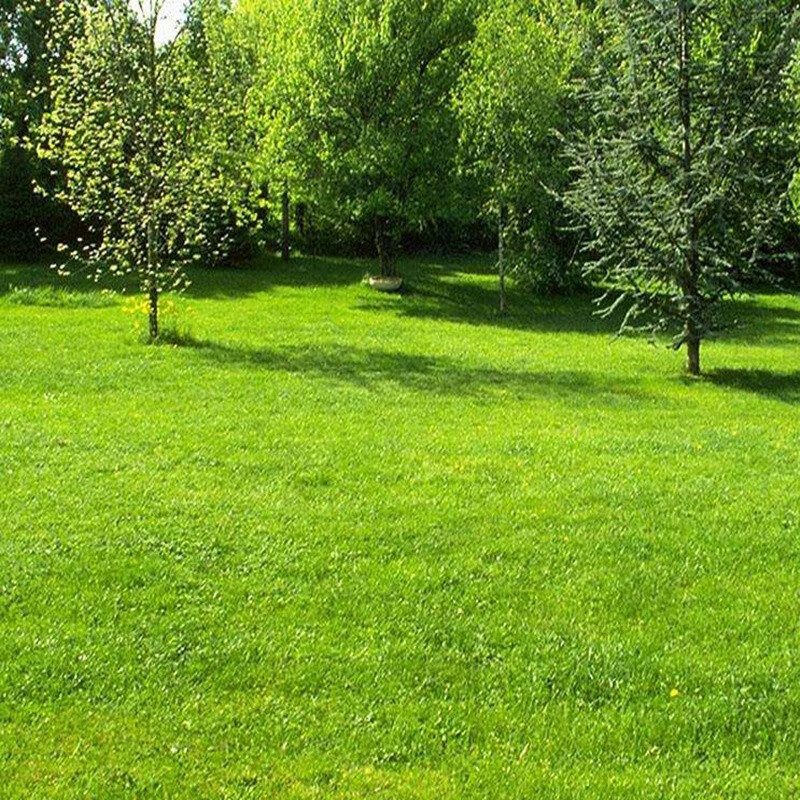 花草林木种子查历史价格|花草林木种子价格比较