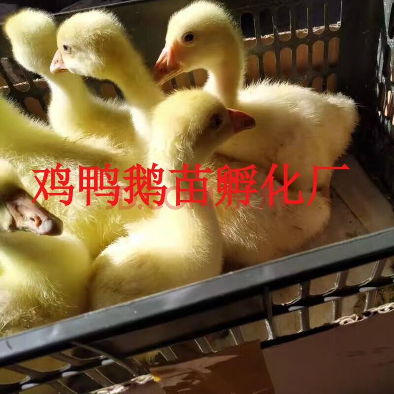 斤重产蛋王鹅苗小鹅脱温鹅三花鹅大白鹅蛋鹅活体大种鹅苗饲料 1斤 1斤
