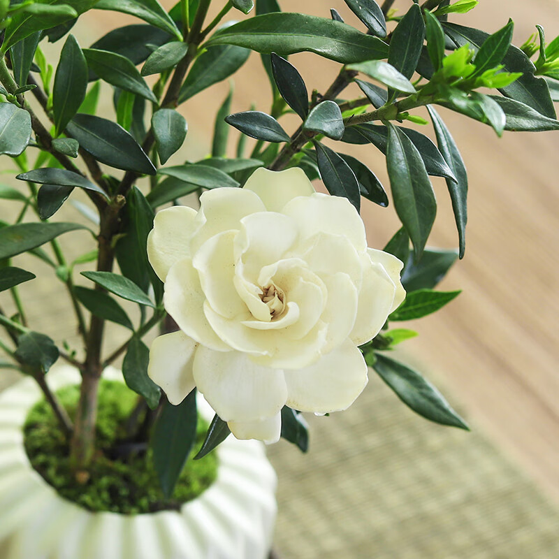 八芽小叶栀子花盆栽开花植物室内桌面茶几好养花卉绿植办公室净化空气 小叶栀子花-陶瓷竖纹盆 带盆栽好