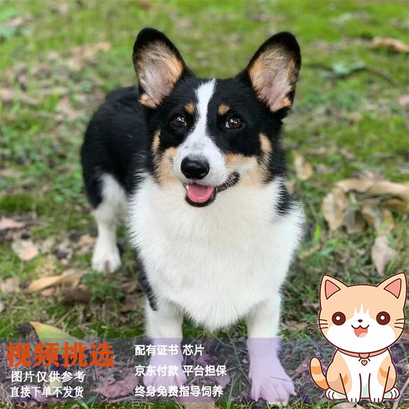 梦茜儿(mexemina)纯种柯基幼犬活体威尔士双色三色长毛小型犬长不大的