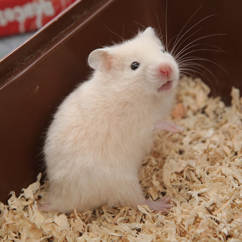 麦叮卡金丝熊活体宠物仓鼠活物小仓鼠活体仓鼠宝宝 金丝熊 米熊
