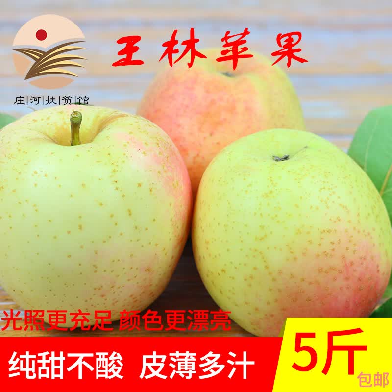 鲜姿东北大连王林苹果水果新鲜黄苹果当季整箱水果 5斤实惠中果
