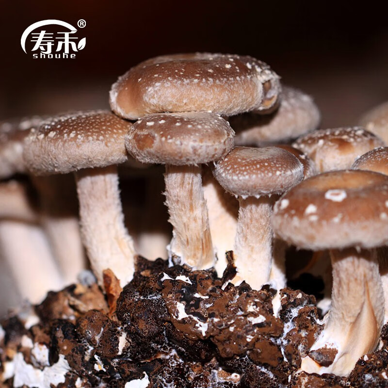寿禾 香菇菌种种植菌包菌棒食用菌蘑菇种植包种子 香菇菌种菌包 约1kg×5个/批发价