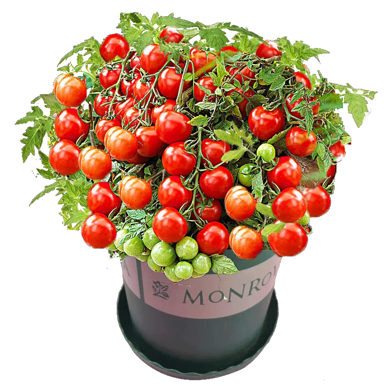 ���� ����С������ �������� 6�� �찫��ʥŮ���� 9.89Ԫ