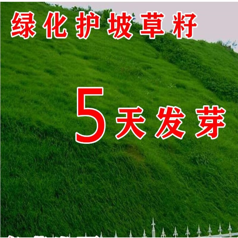 台湾2号草坪草籽细叶结缕草草皮种子矮生四季青草种台湾草籽庭院 台湾