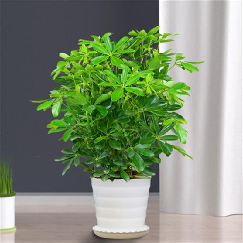 桌面绿植盆栽花卉发财树苗招财树 八方来财40-50cm高【白色螺纹盆】