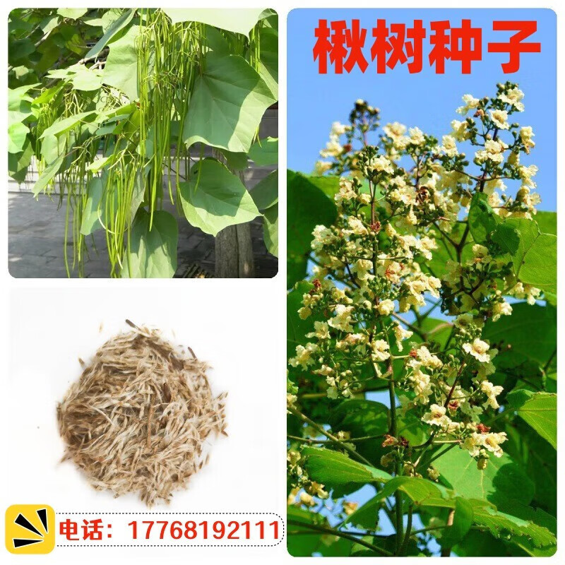 京腾花卉 楸树种子梓树种子金丝楸种子臭梧桐种子黄花楸水桐楸河楸