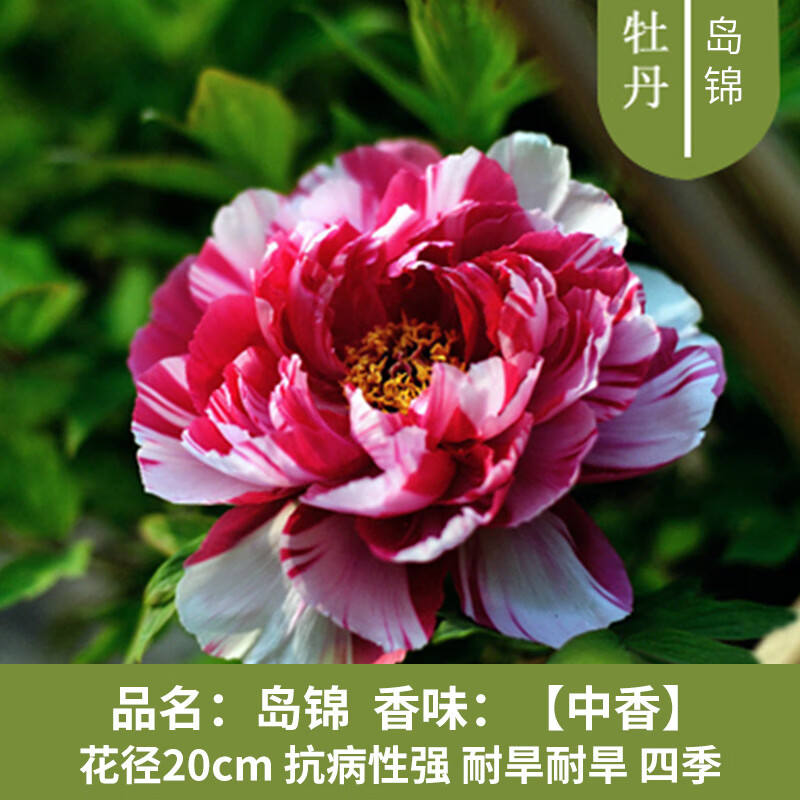 朵芮蜜名贵重瓣大花苞洛阳红黑牡丹庭院阳台观赏牡丹花树苗 岛锦【10