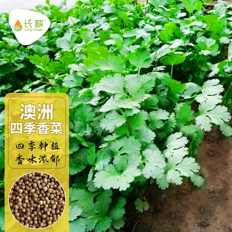 大叶芫荽种子庭院阳台盆栽易种蔬菜种子香菜种籽 澳洲四季香菜10克 1