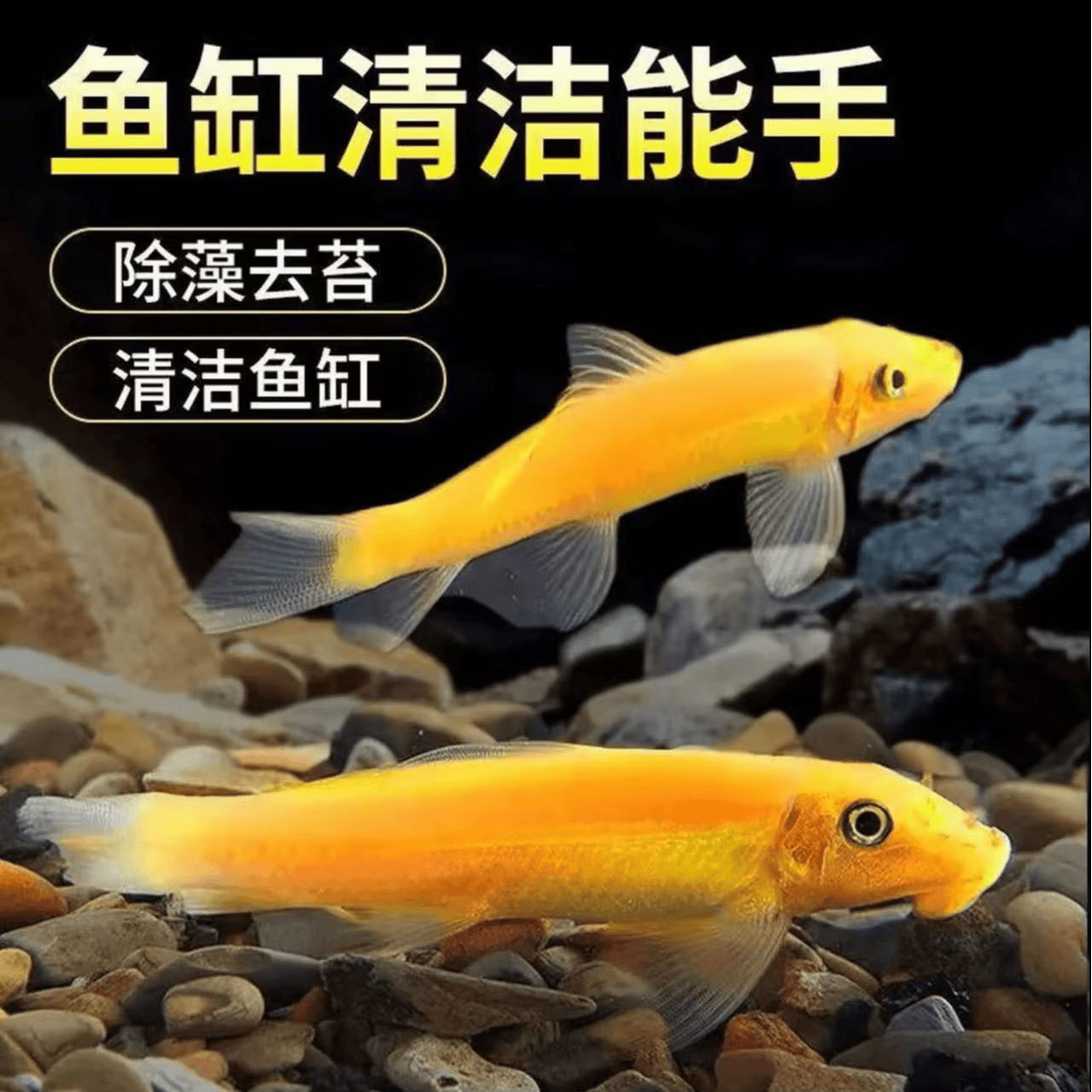宠小侠清苔鼠金苔鼠鱼热带观赏鱼除藻鼠鱼鱼缸耐活鱼清洁鱼活鱼工具鱼 金苔鼠3-4cm2条