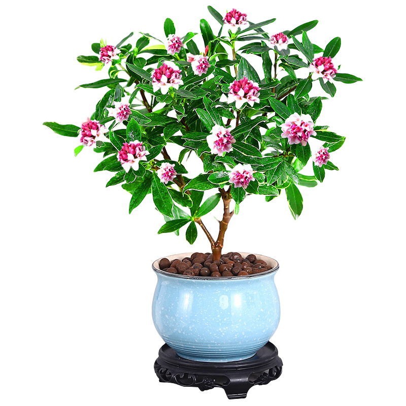 ��ʱ�� ��������������Ũ���ͺ����� ������̨������ֲ��Դͷֱ������ ��Լ30-40cm��A���������+÷��618����