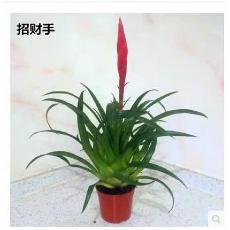 牵挂 小辣椒招财手盆栽绿植四季花卉室内桌面盆景阳台庭院植物好养