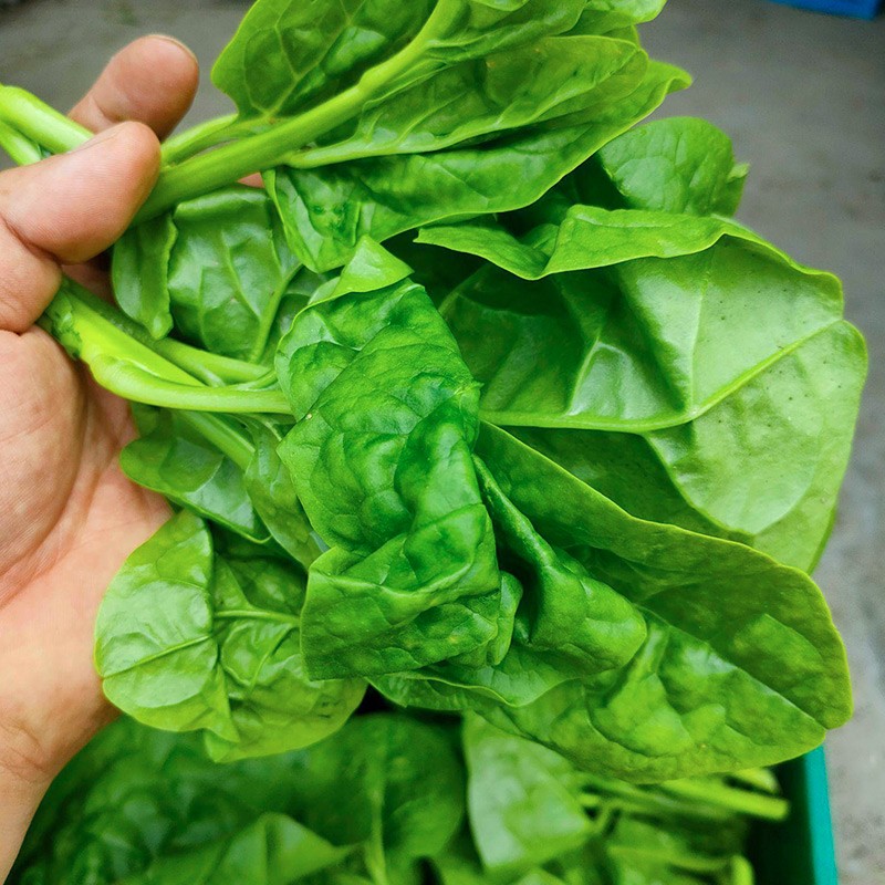 寿禾 木耳菜种子大圆叶木耳菜籽春冬季蔬菜菜籽 大圆叶木耳菜种子 10g