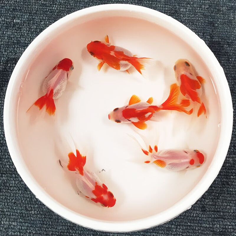 怎么看京东水族活体最低价|水族活体价格走势图