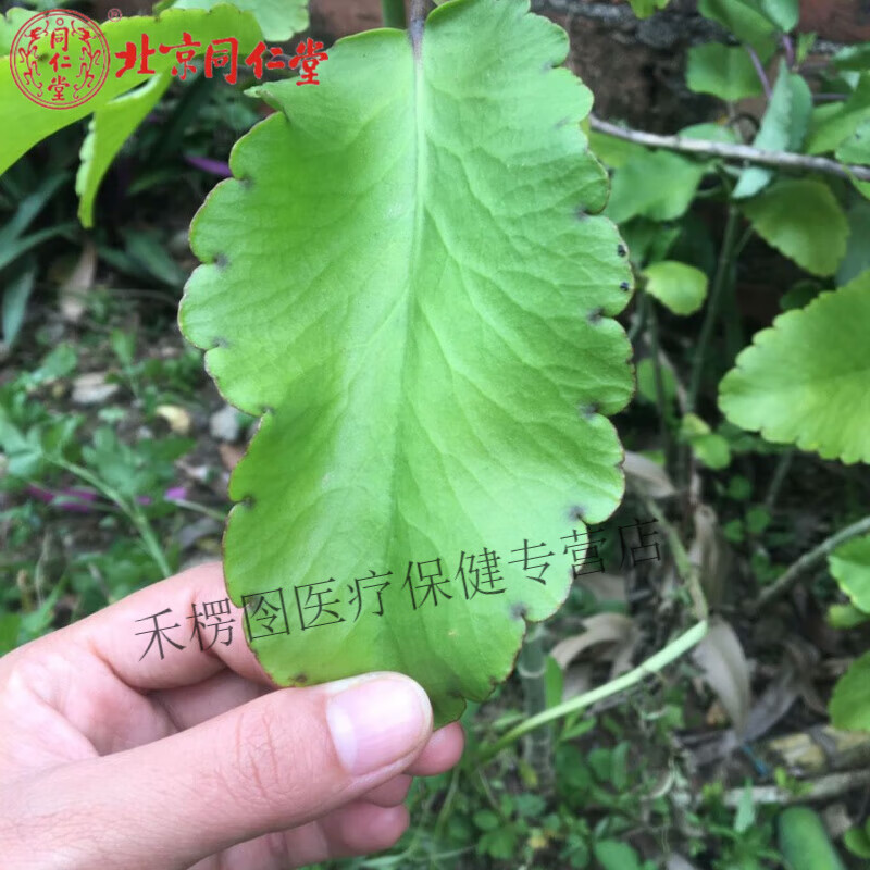 北京同仁堂  拔浓生肌山草药 落地生根 打不死 千到斩 500克 新鲜叶子