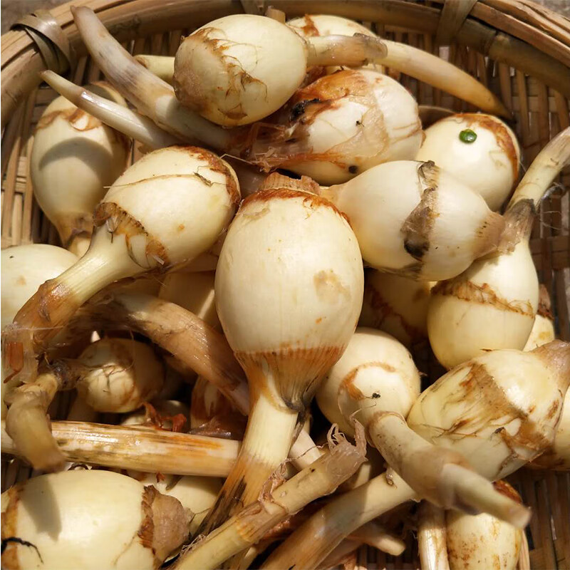 宜享健康火锅配菜迷你小茨菇斤白马蹄茨菰新鲜粉糯慈菇慈姑燕尾菇白