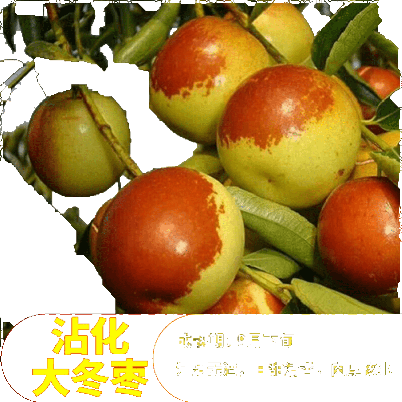 【兮夜】优质苗木推荐,价格走势良好