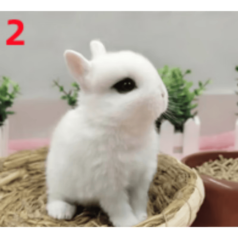 达泽侠侏儒兔活体兔子活物小型宠物迷你长不大兔子宠物兔兔 凤眼侏儒