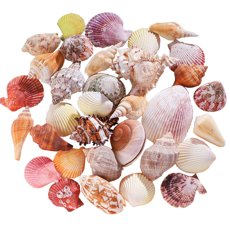 打造完美海底世界：燕之雁天然海螺贝壳+塑料海星套装价格走势、评测、对比推荐|如何查看造景装饰的历史价格