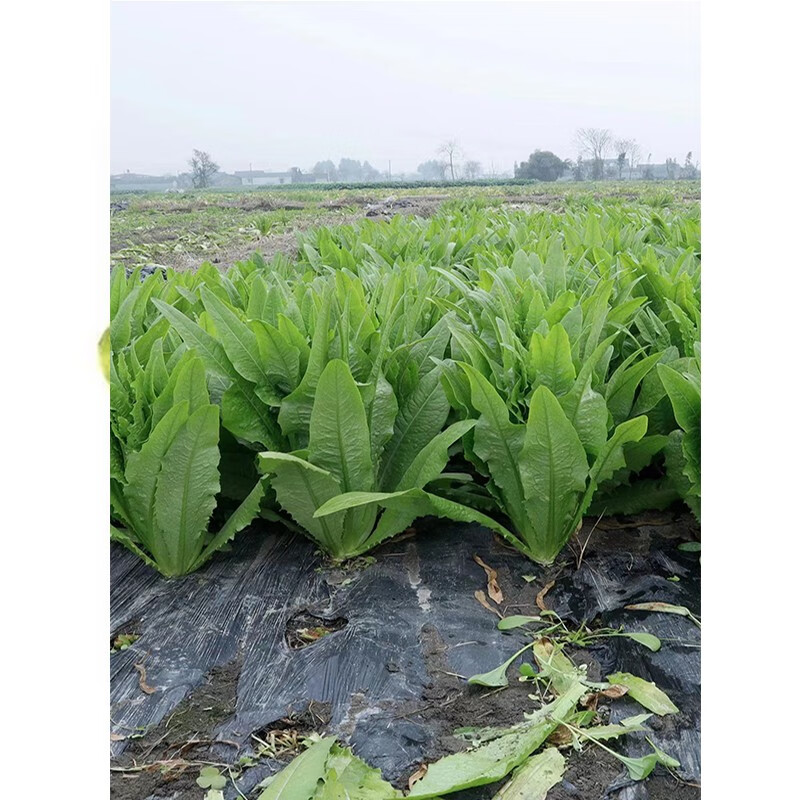 满意无斑大叶油麦菜种子农家大田阳台盆栽春秋四季种蔬菜种籽 满意无