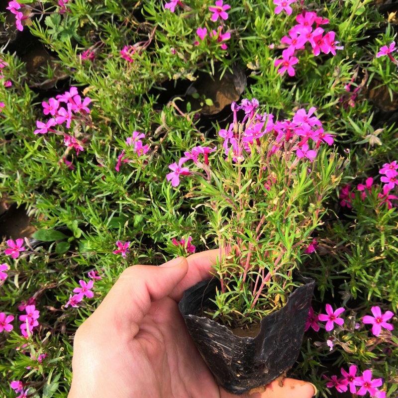 牧粮健芝樱带花苗花卉芝樱花苗丛生地被福禄考芝樱多年生花海庭院地被