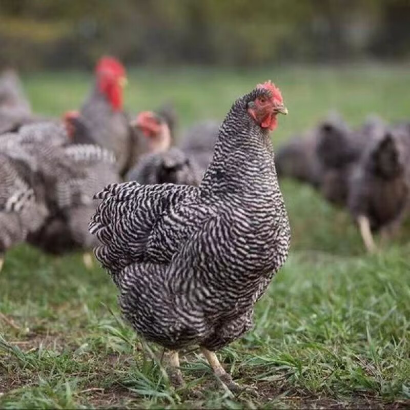 半大左右芦花鸡下绿色蛋脱温鸡活物小鸡散养包活到家正宗芦花鸡【5天