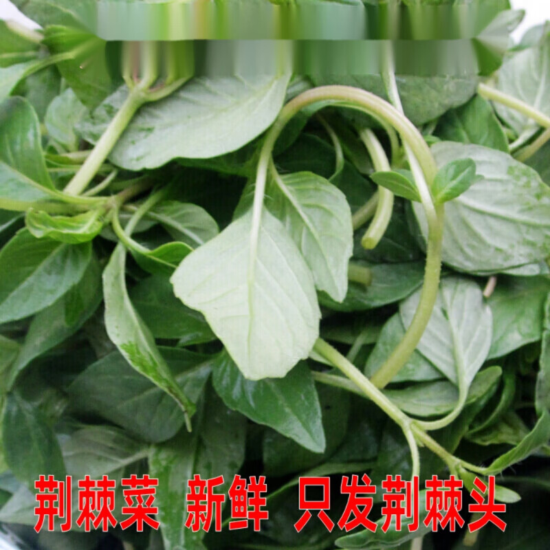 全芝客安徽阜阳特产新鲜荆棘菜斤现摘现发荆芥荆芥菜荆棘头凉拌调味菜