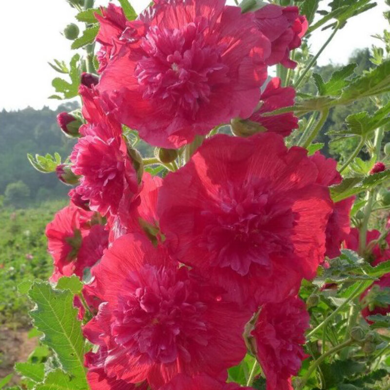 誉满园(yumanyuan)重瓣蜀葵花种子籽子四季开花室外花籽易活花卉种籽