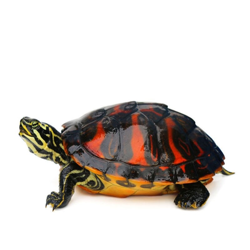 萌龟饲家火焰龟乌龟活体宽纹红黄腹深水缸混养龟长寿龟观赏素食吃菜叶