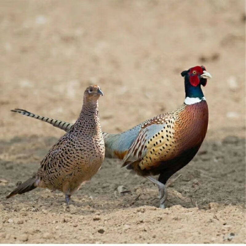 鲜活农家七彩鸡活体成年七彩鸡好看活泼可食用珍禽包活到家好养 公鸡