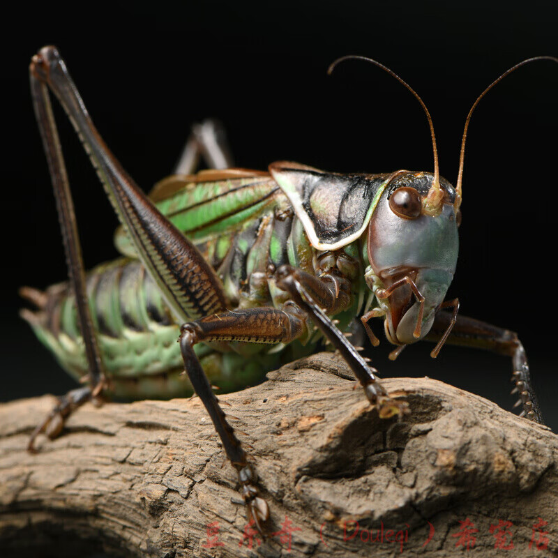 蝈蝈活物新脱鸣虫冬蝈超大活体大肚子叫蝈铁皮山青天津宠物活体 中号