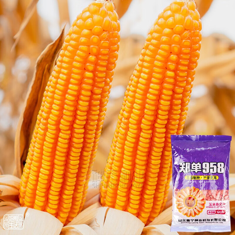鲁宁双丰郑单958玉米种子 500g