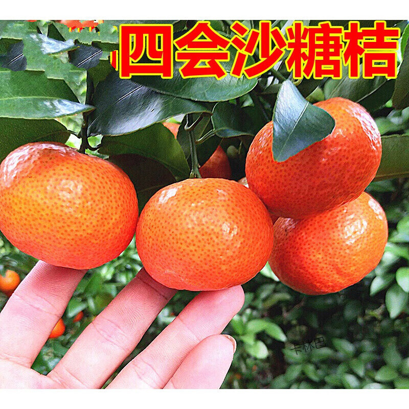 广东四会35当季新鲜水果小砂糖橘子薄皮 沙糖桔礼盒定制款 3斤