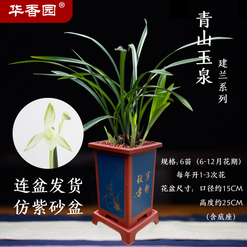 建兰白花素心绿爪 铭品兰花苗浓香型 办公室内盆栽 青山玉泉6苗带红方
